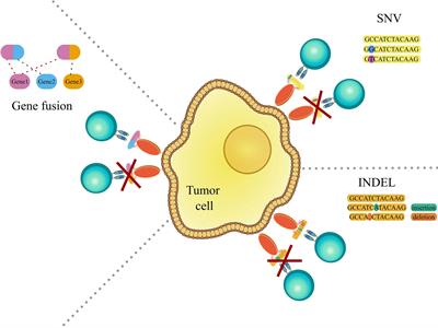 Frontiers | T Cell Epitope Prediction And Its Application To Immunotherapy